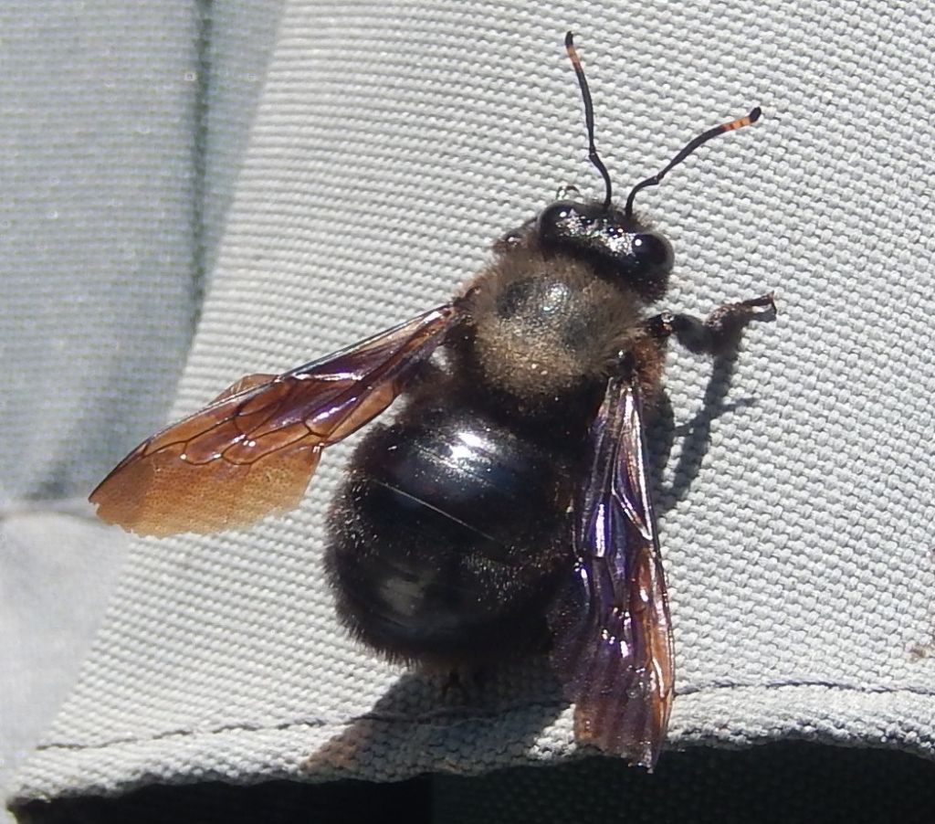 Maschio di Xylocopa violacea